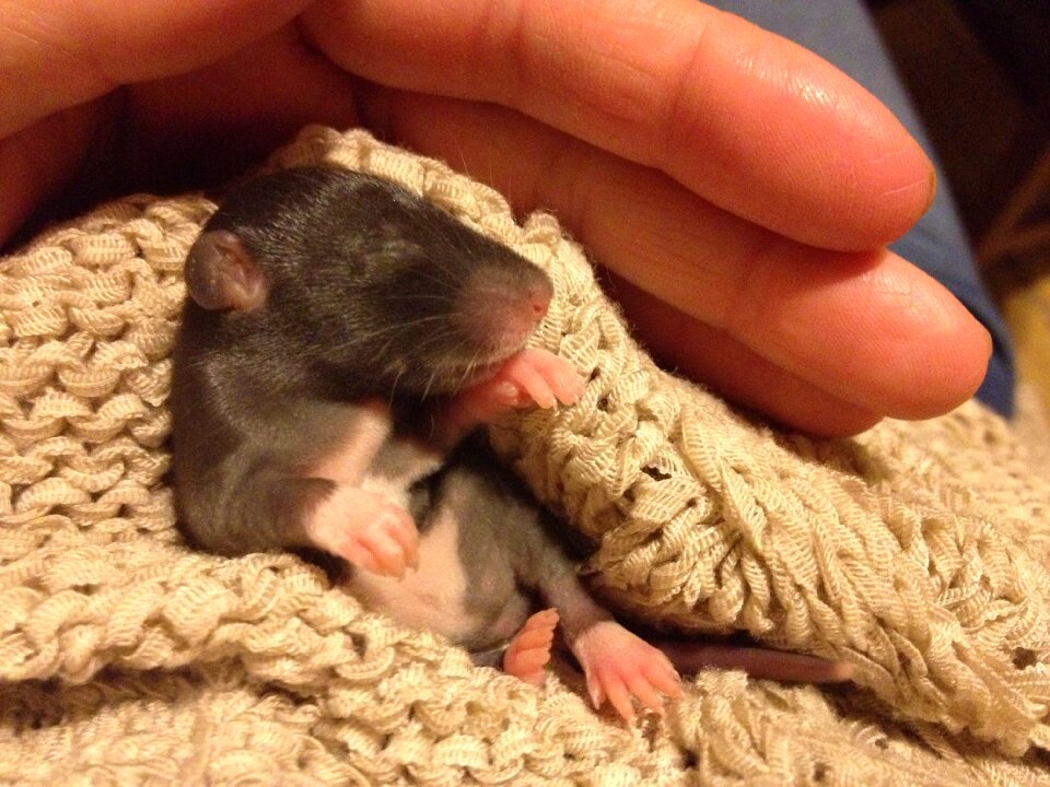 Little thing small rodent