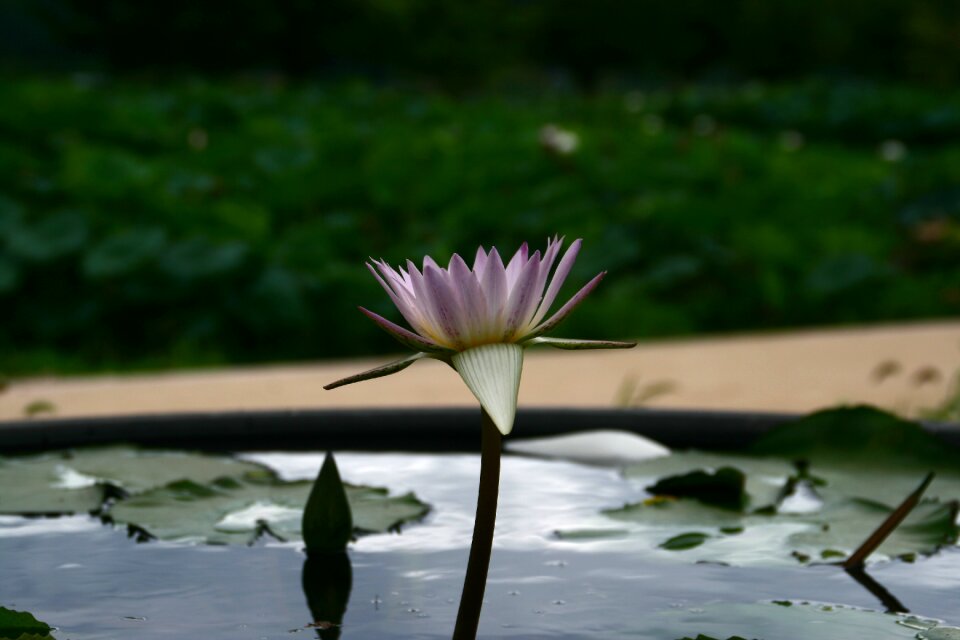 Flowers pond floral buddhism