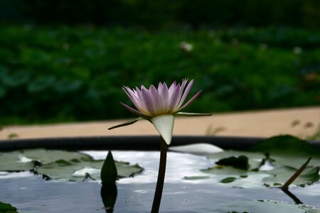 Flowers pond floral buddhism