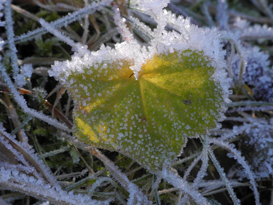 Frozen eiskristalle cold