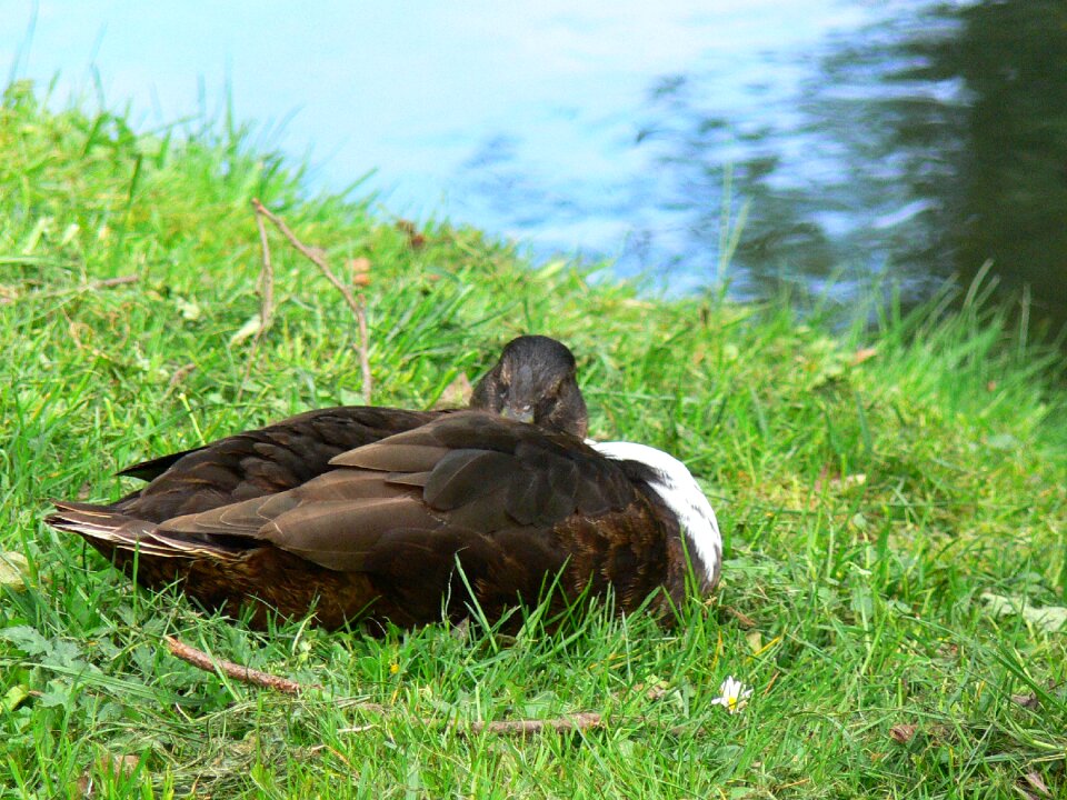 Sleeping duck animal duck on meadow
