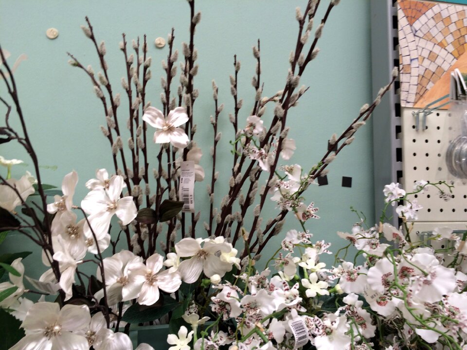 Winter bloom