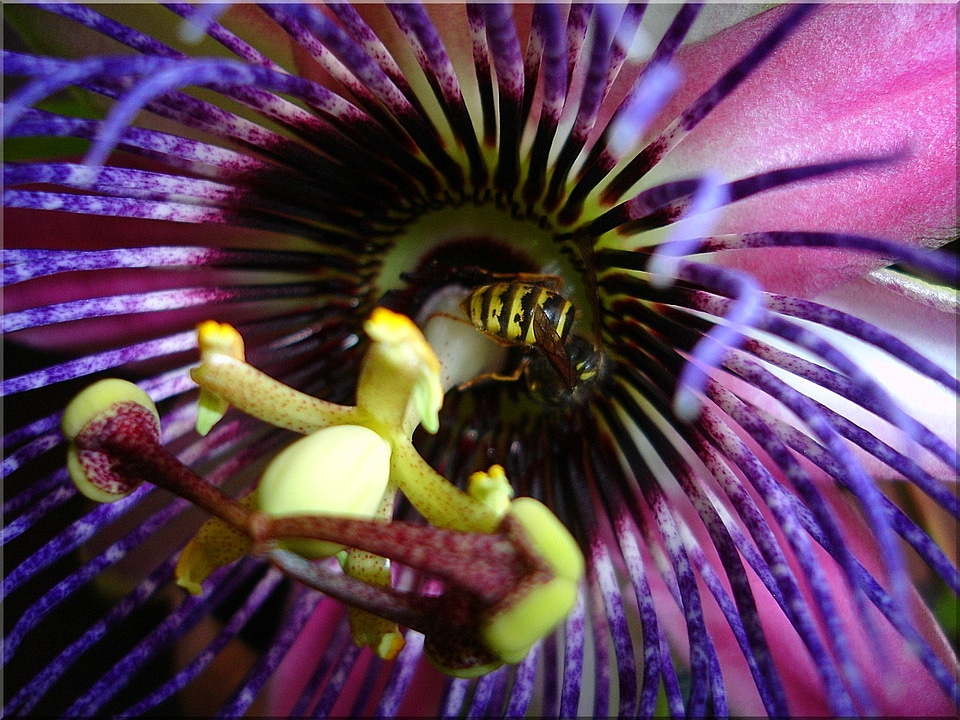 Insect passion flower summer