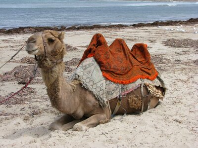 Camel beach australia