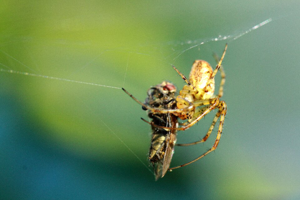 Catch web nature photo