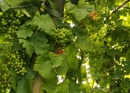 Vines lush green