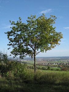 Nature green meadow
