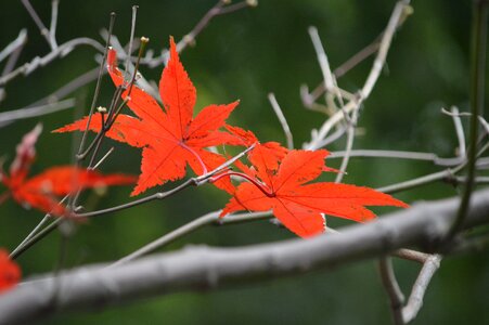 Autumn leaves red color tree photo