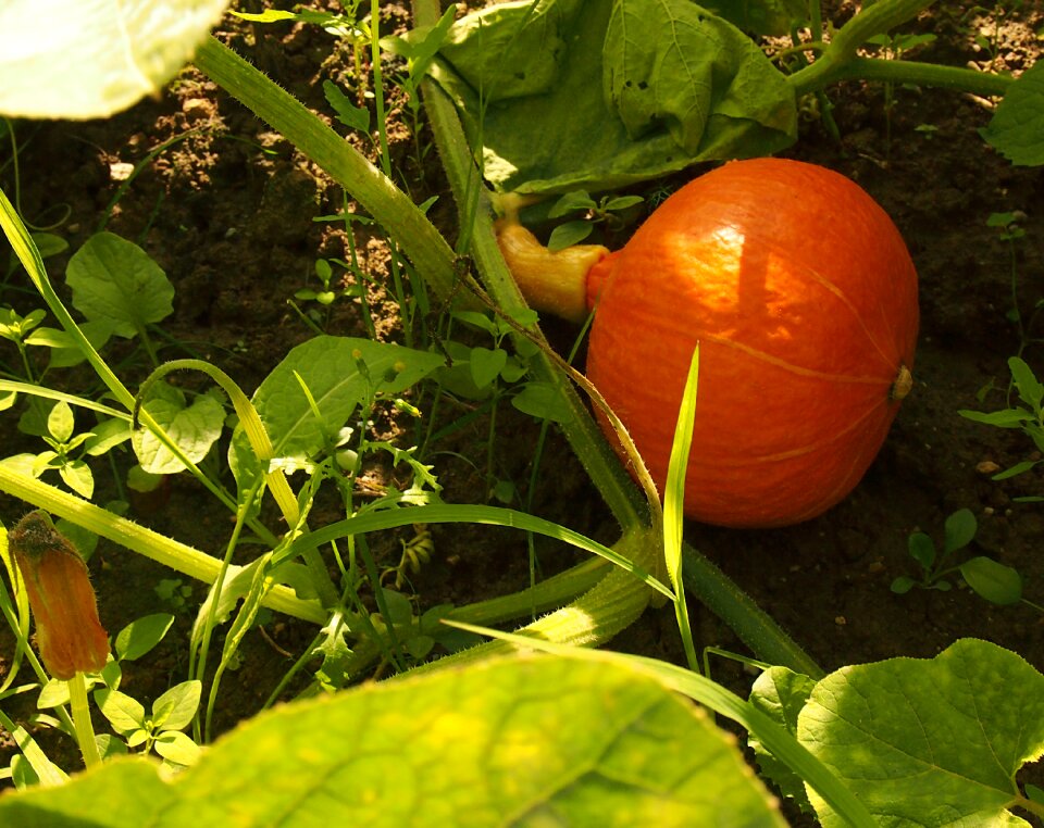 Ripe growing vegetables