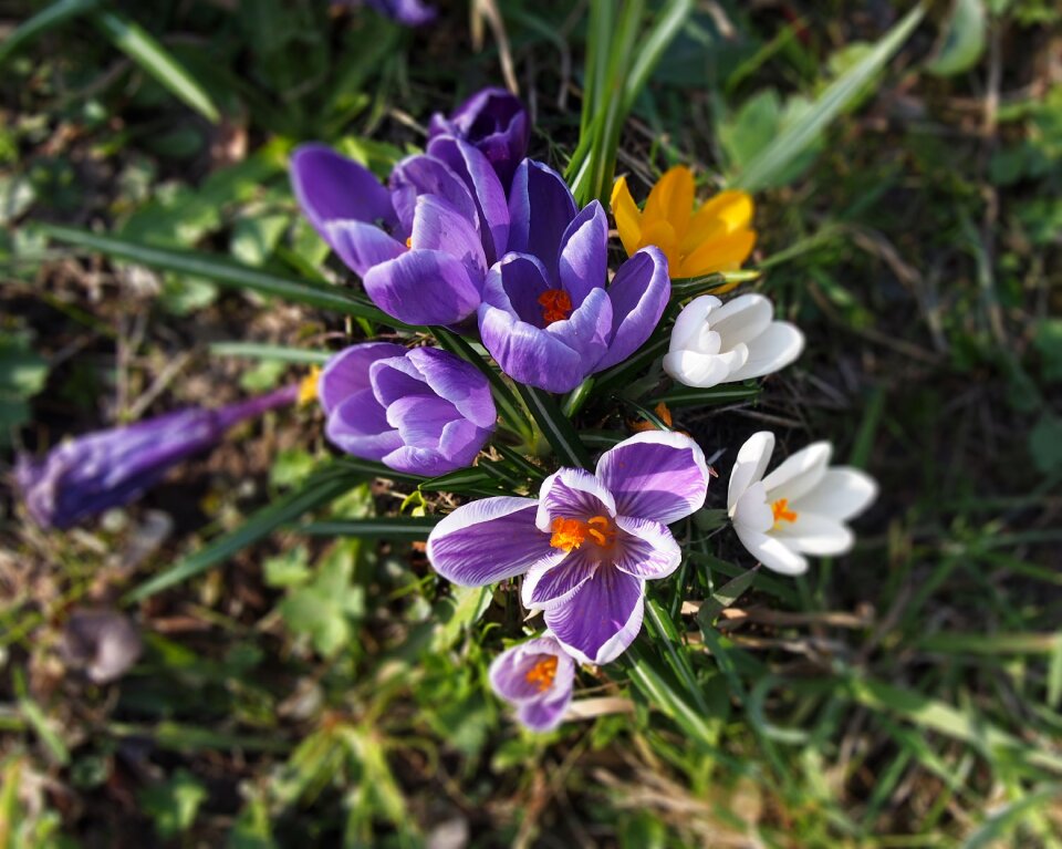 Flowers garden colorful photo