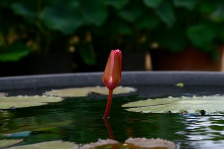 Flowers buddhism pond