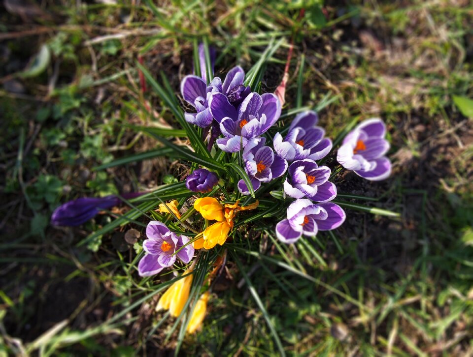 Garden purple yellow