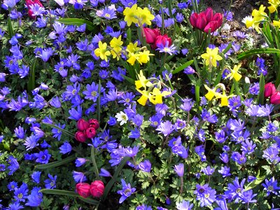 Colorful spring flowers photo