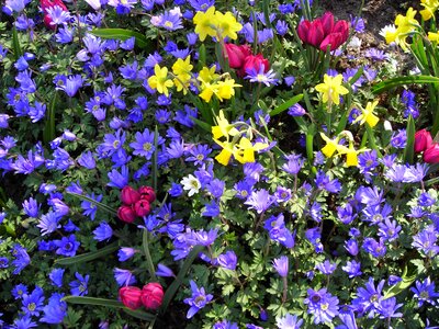 Colorful spring flowers
