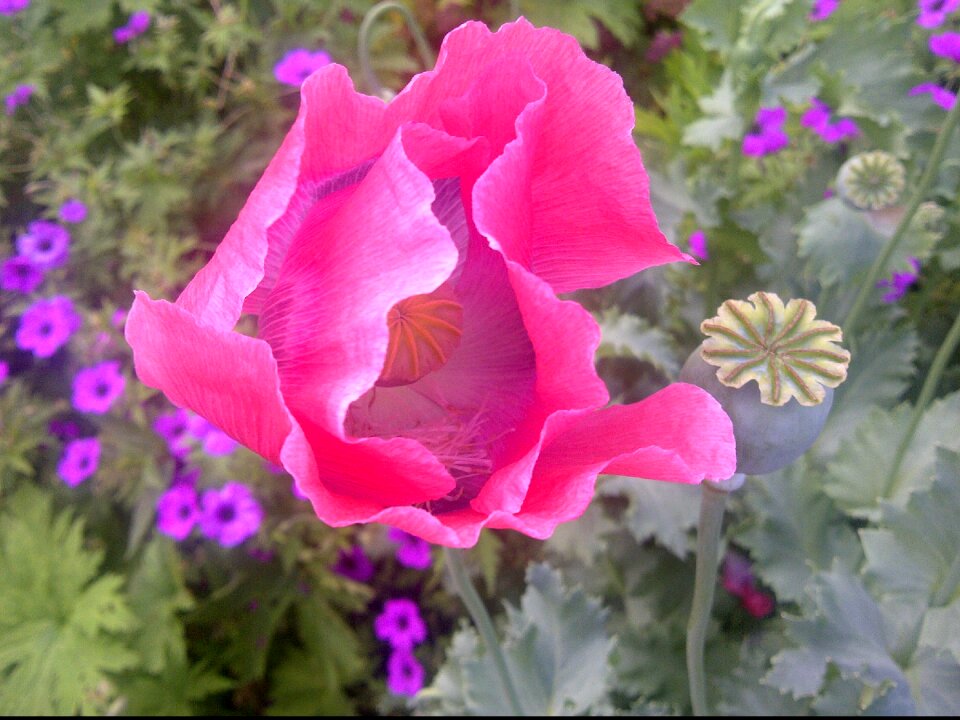 Nature summer