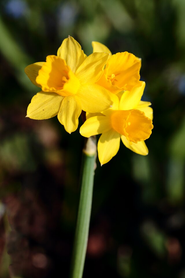 Flower flowers yellow