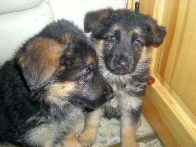 Puppy pet animal