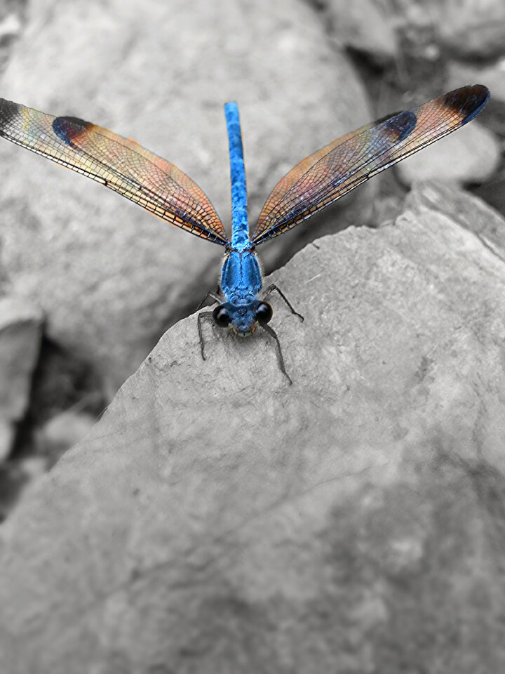 Dragonfly animal helicopter
