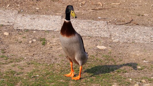 Upright mallard water bird