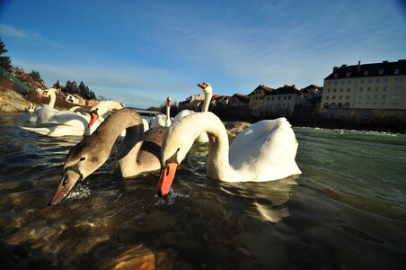 Swans bird feather