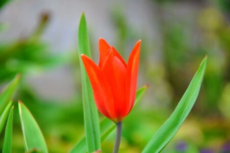 Dwarf tulip flower spring
