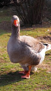 Silly goose water bird duck bird