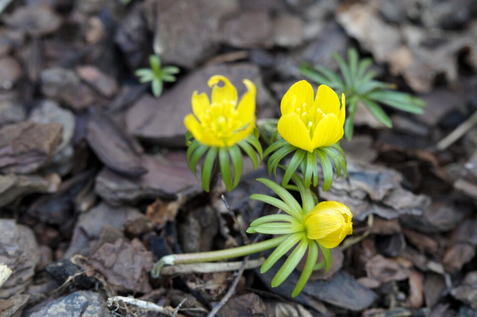 Splash of color signs of spring bloom