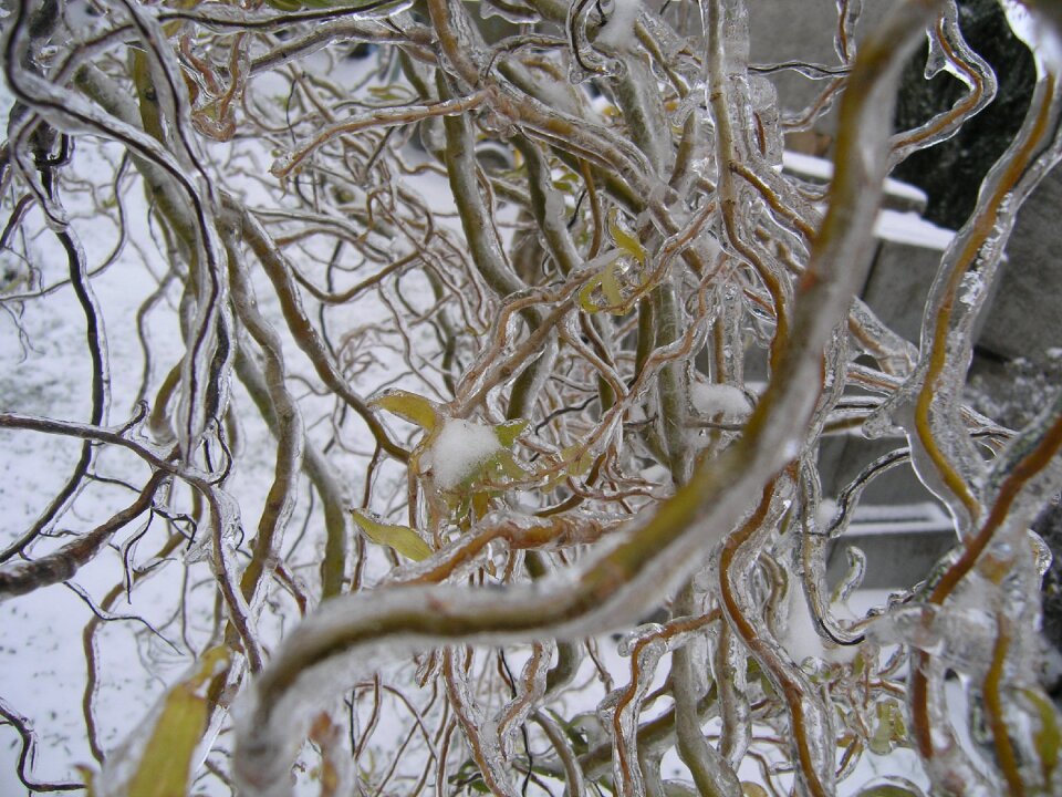 Winter snow beauty