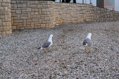 Gulls waterfowl sea ​​gulls photo