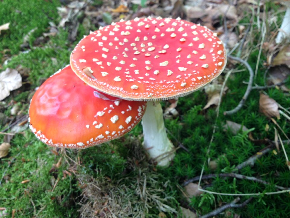 Autumn mushrooms white dots