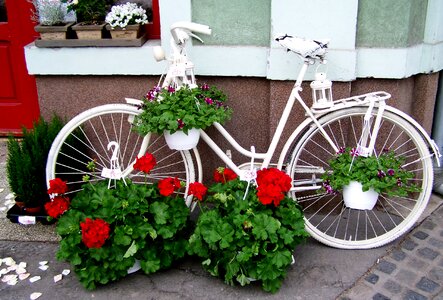 Old white bicycle red geranium romanticism