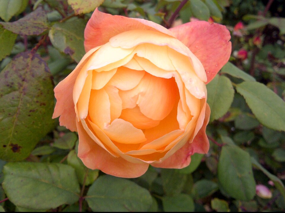 Peach color nature