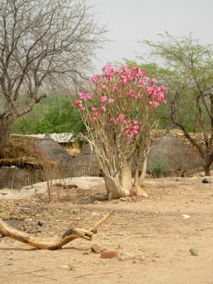 Nature africa sahel