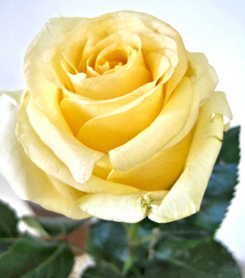 Fragrant garden flower canada