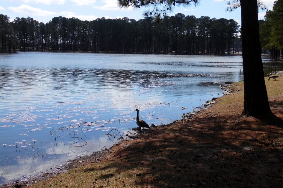 Lake landscape natural