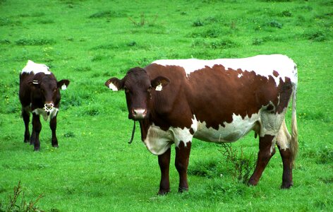 Calf pasture switzerland photo