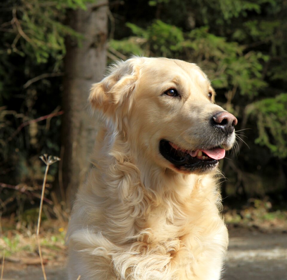 Dog goldie style