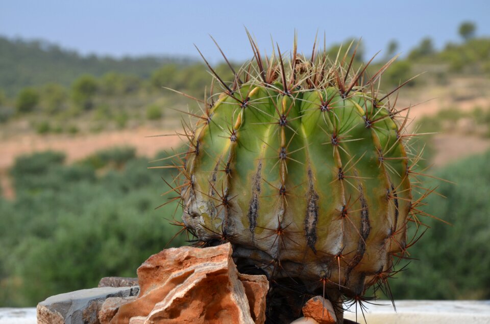 Thorns flowerpot arid
