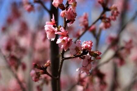 Cherry blossom pink branch photo