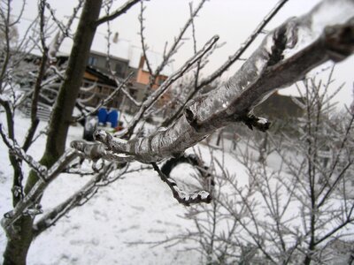 December branch ice branch