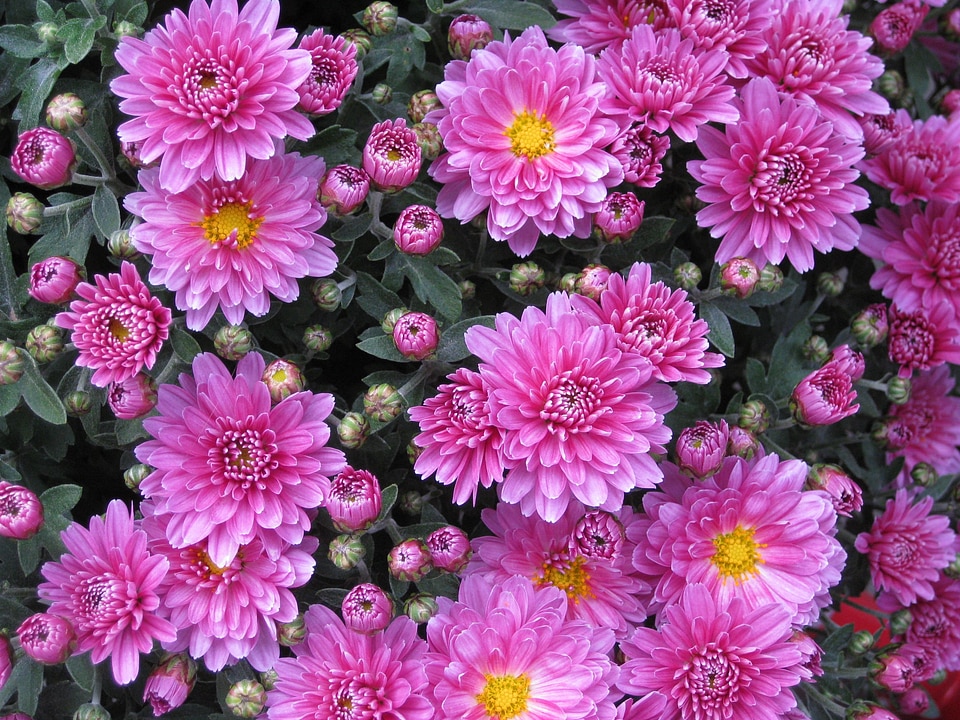 Flower pink plant