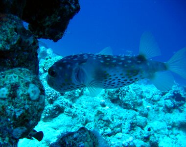 Barrier reef ocean