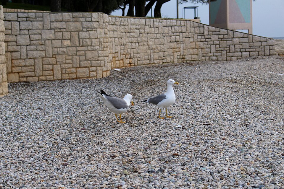 Gulls waterfowl sea ​​gulls