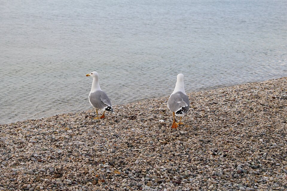Gulls waterfowl sea ​​gulls