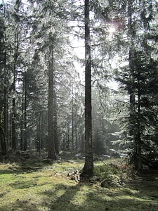 Woods coniferous forest photo