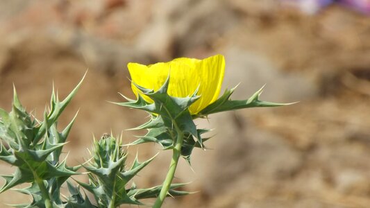 Nature plant flowering