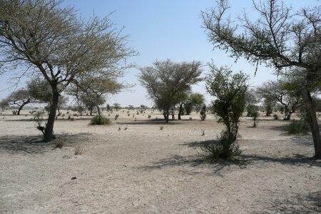 Bush sand africa