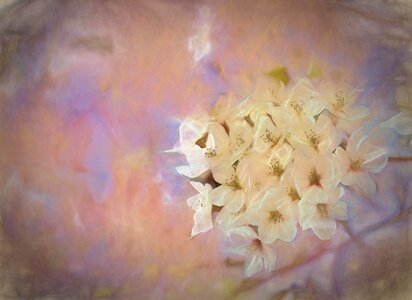 Garden macro blooming