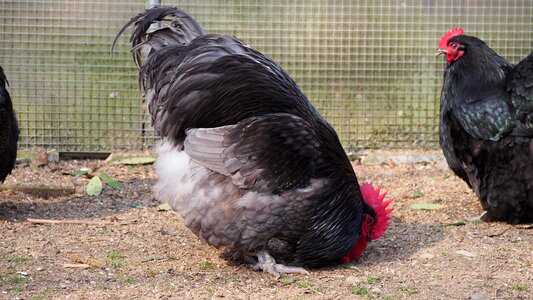 Peck bend over search