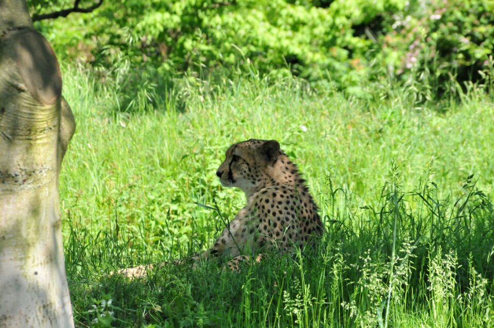 Cheetah animal big cat